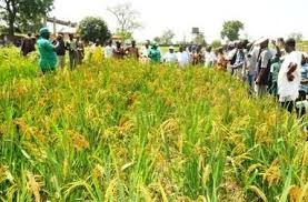 Rice: Lagos has potential to feed itself – RIFAN